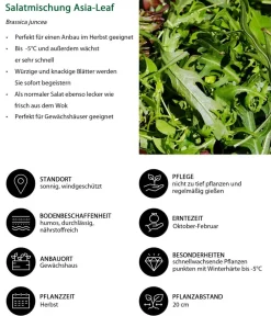 Dehner Salatmischung Asia-Leaf, 20er Schale Grün Best