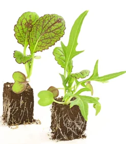 Dehner Salatmischung Asia-Leaf, 20er Schale Grün Best