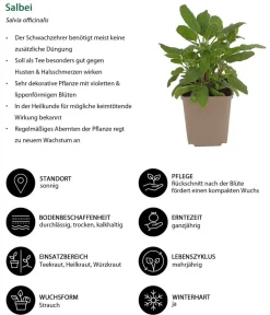 Dehner Garten- & Heilkräuter|Küchenkräuter > Salbei