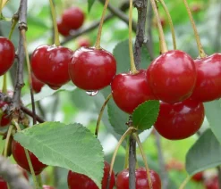 Dehner Obstbäume|Kirschbäume > Sauerkirsche 'Morellenfeuer'