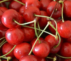 Dehner Obstbäume|Kirschbäume - Sauerkirsche 'Morellenfeuer' Rot