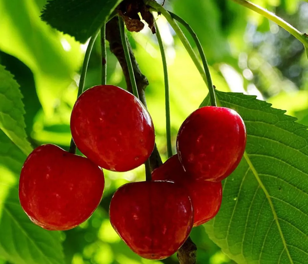 Dehner Obstbäume|Kirschbäume - Sauerkirsche 'Schattenmorelle' Rot