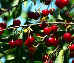 Dehner Obstbäume|Kirschbäume - Sauerkirsche 'Schattenmorelle' Rot