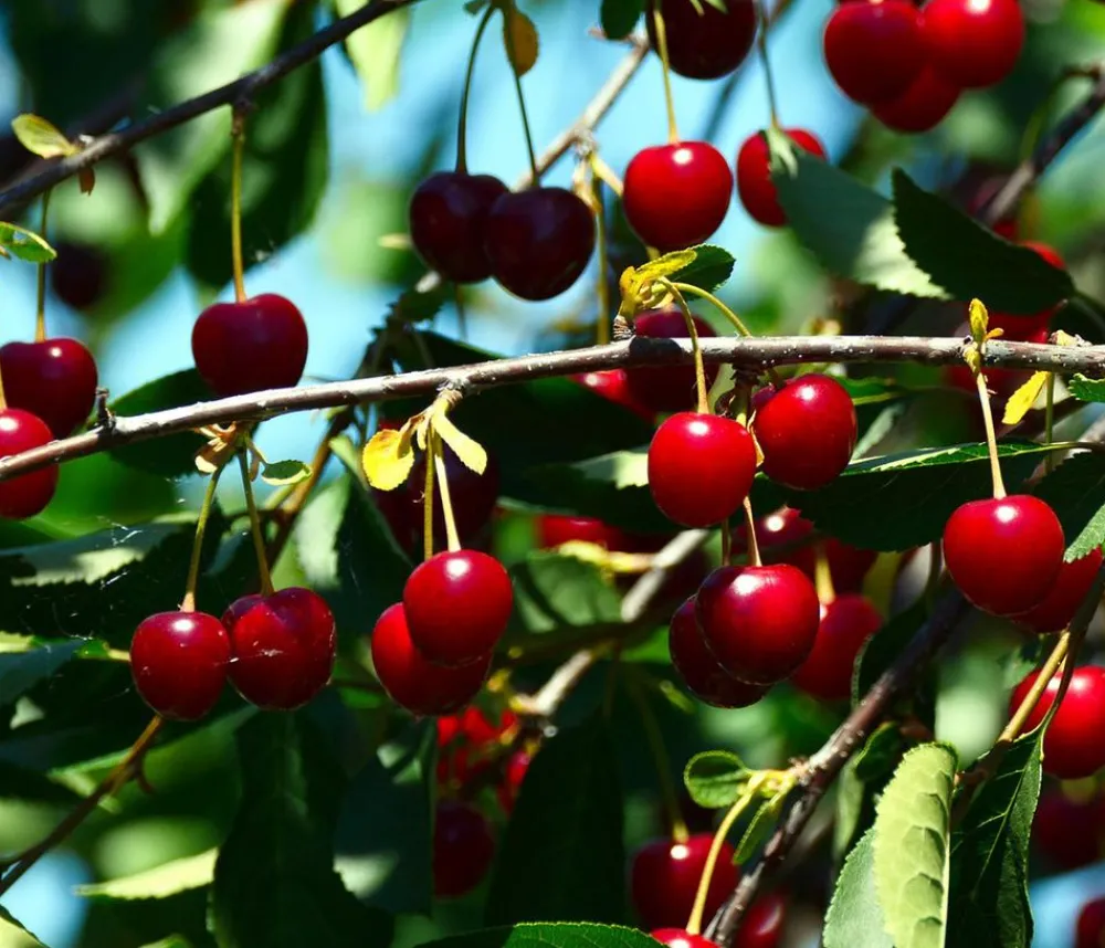 Dehner Obstbäume|Kirschbäume - Sauerkirsche 'Schattenmorelle' Rot