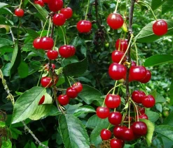 Dehner Obstbäume|Kirschbäume - Sauerkirsche 'Ungarische Traubige' Rot