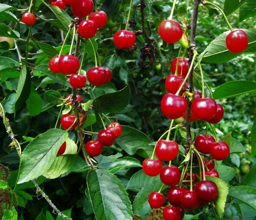 Dehner Obstbäume|Kirschbäume - Sauerkirsche 'Ungarische Traubige' Rot