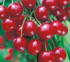 Dehner Obstbäume|Kirschbäume > Sauerkirsche 'Vowi'