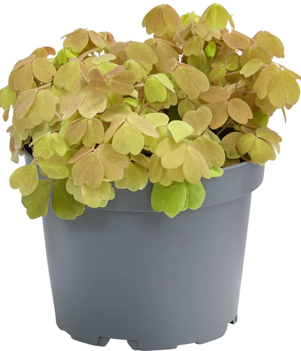 Dehner Sauerklee - Oxalis vulcanicola 'Sunset velvet' Hot