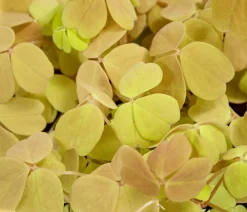 Dehner Sauerklee - Oxalis vulcanicola 'Sunset velvet' Hot