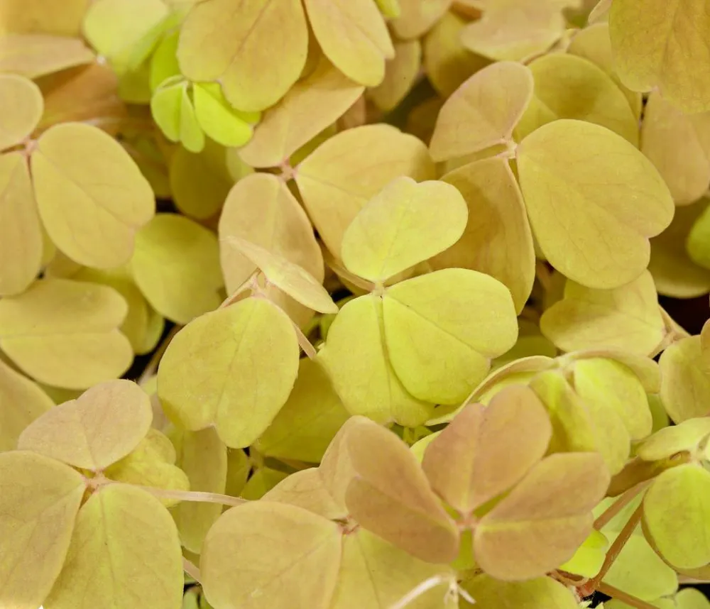 Dehner Sauerklee - Oxalis vulcanicola 'Sunset velvet' Hot