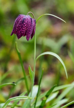 Dehner Aqua Teichpflanzen|Teichpflanzen - Schachbrettblume - Kibitzei