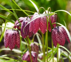 Dehner Aqua Teichpflanzen|Teichpflanzen - Schachbrettblume - Kibitzei