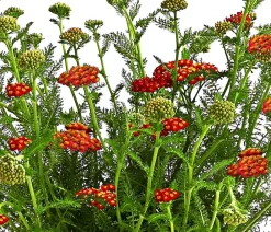 Dehner Sommerstauden > Schafgarbe, verschiedene Farben