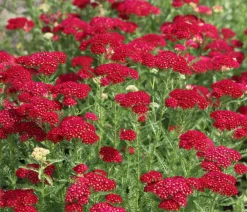 Dehner Schafgarbe, verschiedene Farben New