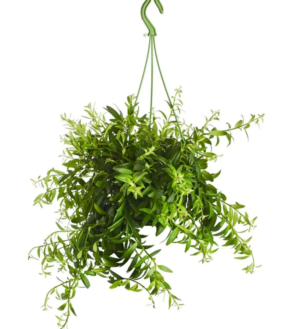 Dehner Hängepflanzen|Grünpflanzen > Schamblume - Aeschynanthus japhrolepis