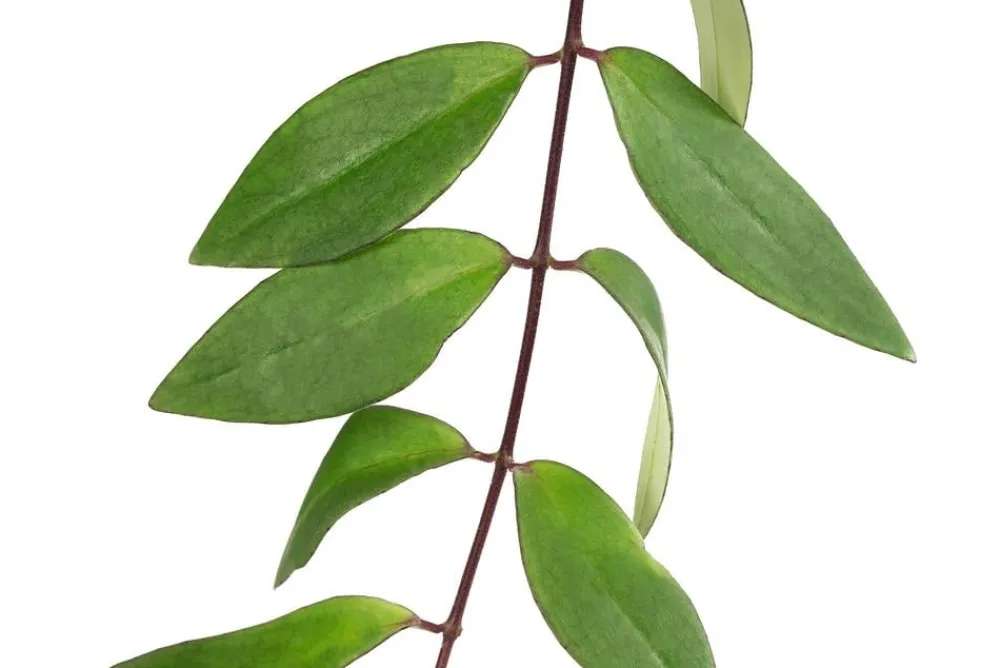 Dehner Hängepflanzen|Hydropflanzen - Schamblume - Aeschynanthus lobbianus, Hydrokultur Grün
