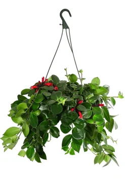 Dehner Schamblume - Aeschynanthus 'Pink Polka', Ampel Hot