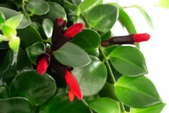 Dehner Schamblume - Aeschynanthus 'Pink Polka', Ampel Hot