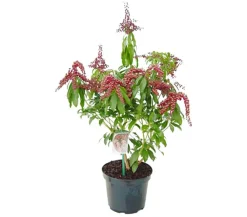 Dehner Schattenglöckchen, Japanische Lavendelheide 'Valley Valentine' Hellrot New