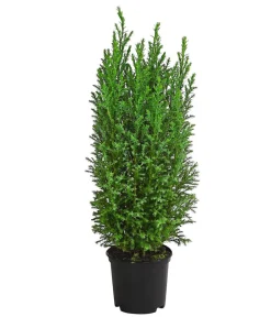 Dehner Scheinzypresse 'Ellwoodii' Sale