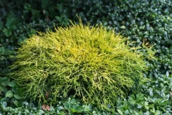 Dehner Grabschmuck & Grabgestaltung|Bodendecker & Efeu - Scheinzypresse 'Filifera Sungold' Grün