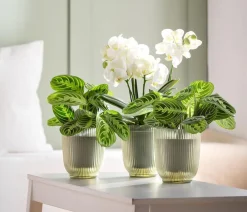 Scheurich Glas-Übertopf Bea, konisch, ca. Ø13 cm Grün Discount