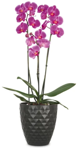 Scheurich Orchideentöpfe|Blumentöpfe & Übertöpfe - Keramik-Übertopf Ada, konisch, , ca. Ø14 cm Dunkelgrau