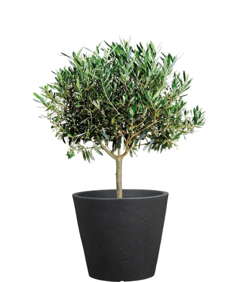 Scheurich Kunststoff-Topf C-Cone, rund Schwarz Sale