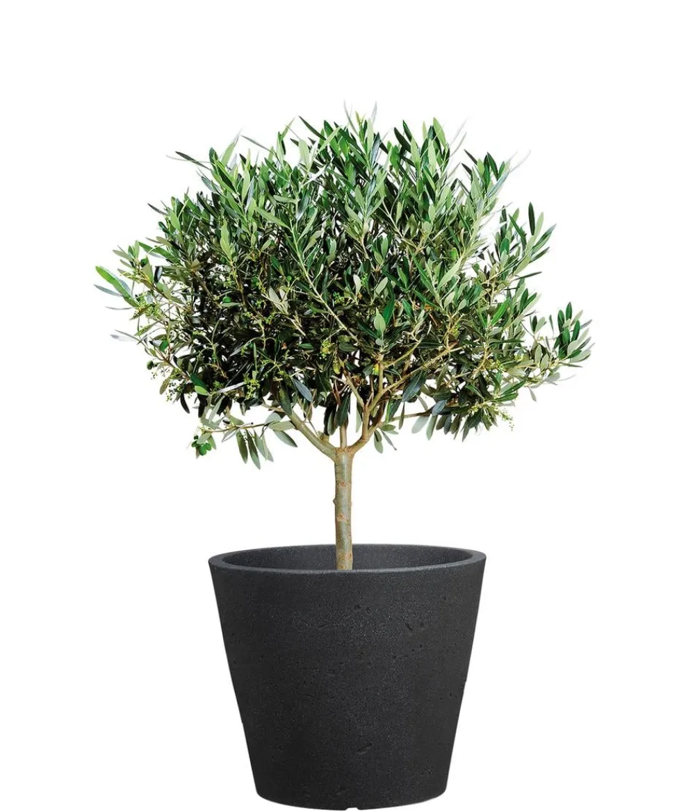 Scheurich Kunststoff-Topf C-Cone, rund Schwarz Discount