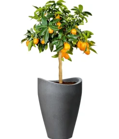 Scheurich Blumentöpfe & Übertöpfe - Kunststoff-Topf Wave Globe, rund, ca. Ø50,5/H67 cm Schwarz