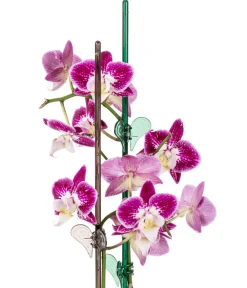Scheurich Orchideenstab Luce, H58 cm Grün Discount