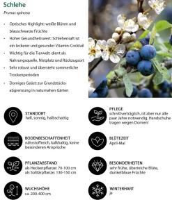 Dehner Natura Premium Schlehe Weiß New