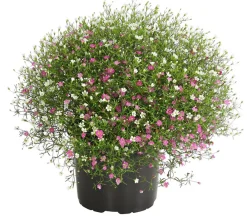 Dehner Sommerblumen > Schleierkraut-Duo