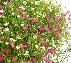 Dehner Sommerblumen > Schleierkraut-Duo