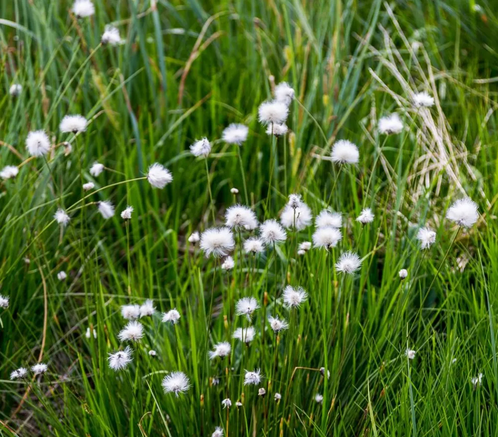 Dehner Aqua Schmalblättriges Wollgras Weiß Best