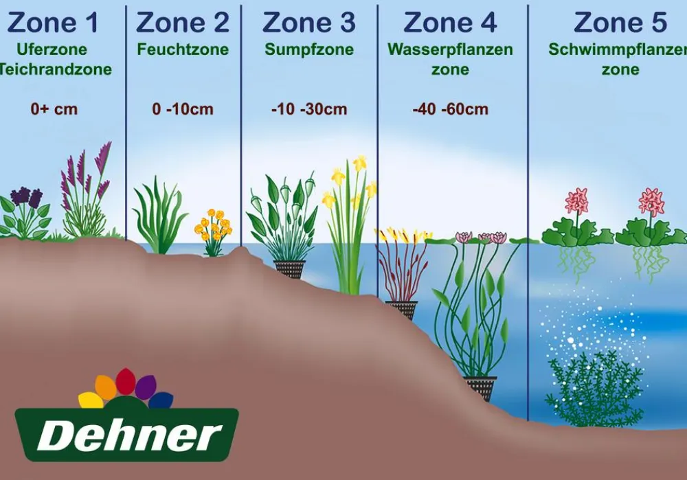 Dehner Aqua Schmalblättriges Wollgras Weiß Best