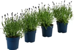 Dehner Lavendel|Gräser- & Stauden-Sets - Schmetterlings-Lavendel 'Royal Blue', 4er-Set Lila