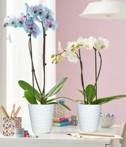 Dehner Orchideen > Schmetterlingsorchidee - Phalaenopsis cultivars 'Blue Wonder'