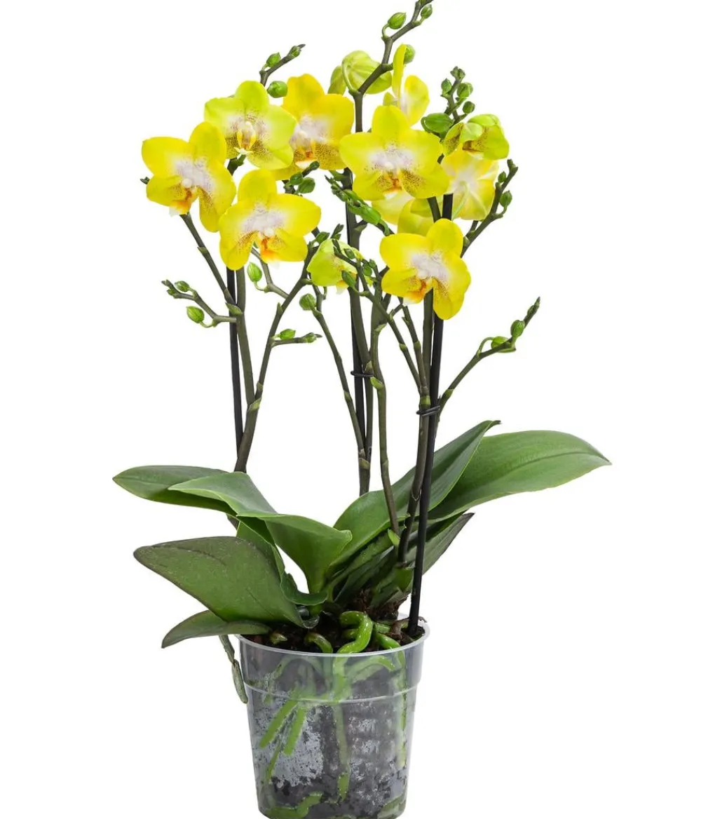 Dehner Orchideen > Schmetterlingsorchidee - Phalaenopsis cultivars 'Arezzo'