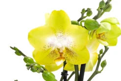 Dehner Orchideen > Schmetterlingsorchidee - Phalaenopsis cultivars 'Arezzo'