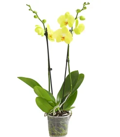 Dehner Orchideen - Schmetterlingsorchidee - Phalaenopsis cultivars, zweitriebig Gelb