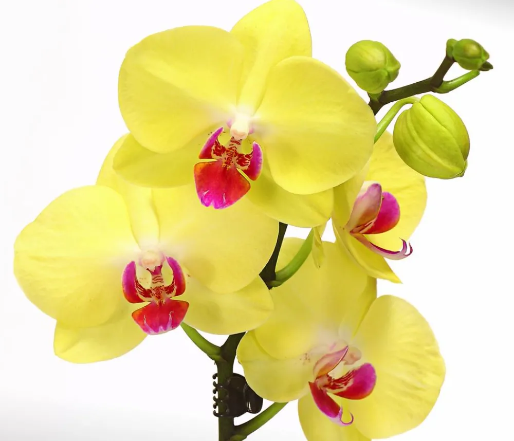 Dehner Orchideen - Schmetterlingsorchidee - Phalaenopsis cultivars, zweitriebig Gelb
