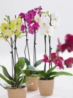 Dehner Orchideen - Schmetterlingsorchidee - Phalaenopsis cultivars, zweitriebig Gelb