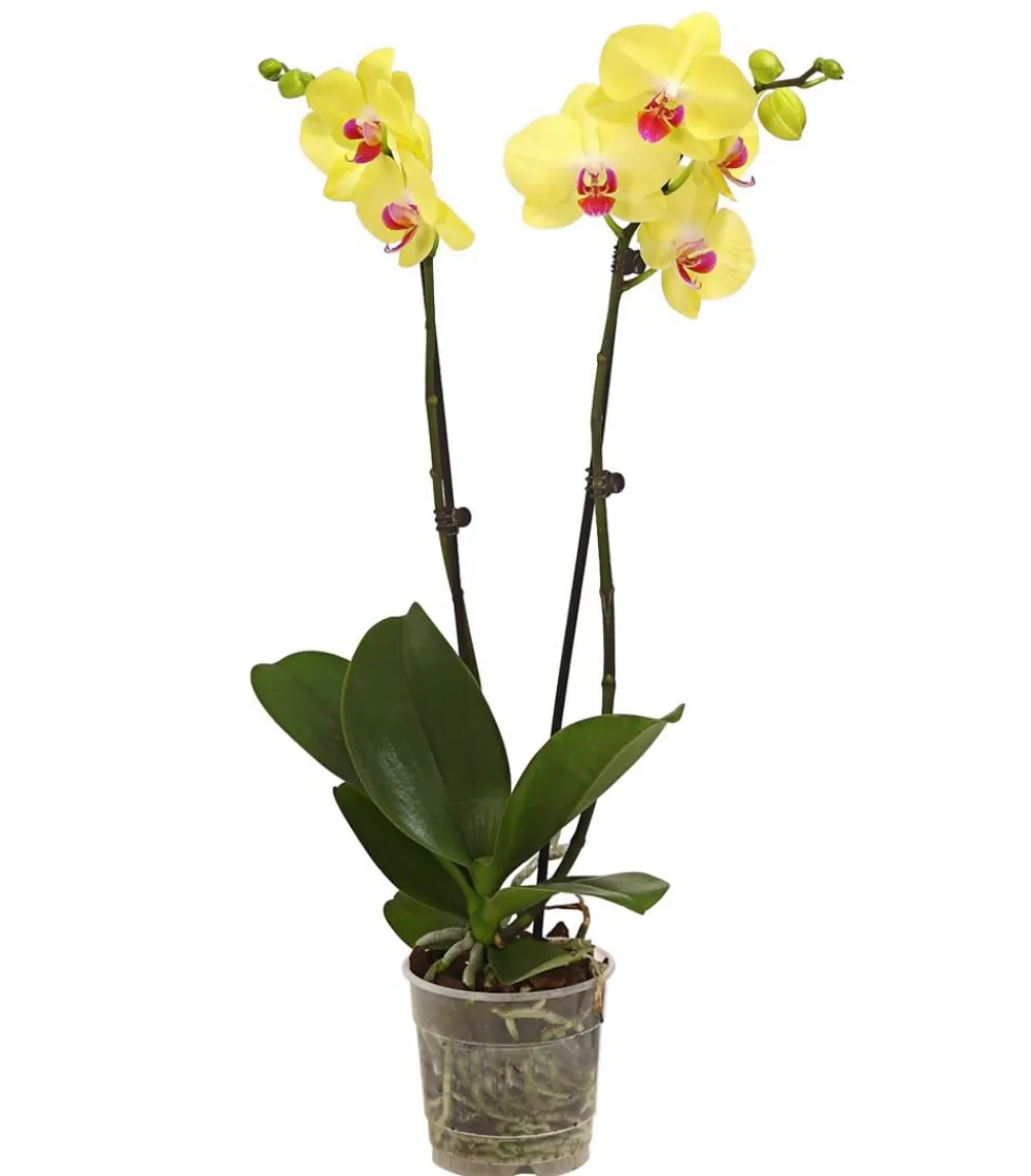 Dehner Orchideen - Schmetterlingsorchidee - Phalaenopsis cultivars, zweitriebig Gelb