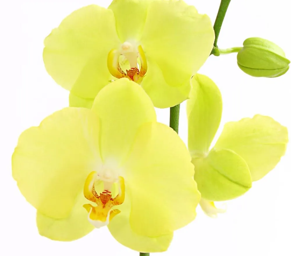 Dehner Orchideen - Schmetterlingsorchidee - Phalaenopsis cultivars, zweitriebig Gelb