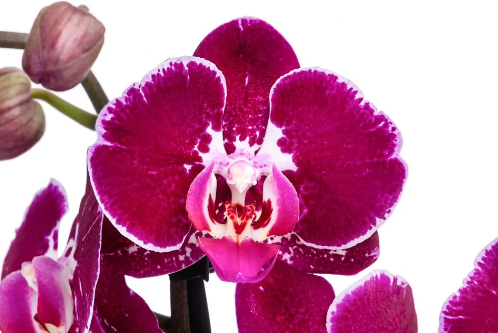 Dehner Orchideen > Schmetterlingsorchidee - Phalaenopsis cultivars 'Binty'