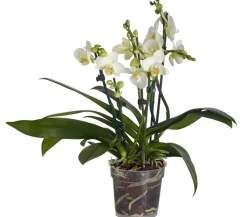 Dehner Orchideen > Schmetterlingsorchidee - Phalaenopsis cultivars,