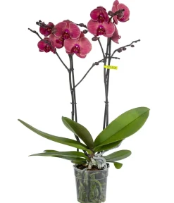 Dehner Orchideen > Schmetterlingsorchidee - Phalaenopsis cultivars 'Coral'