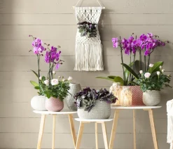 Dehner Orchideen > Schmetterlingsorchidee - Phalaenopsis cultivars, dreitriebig