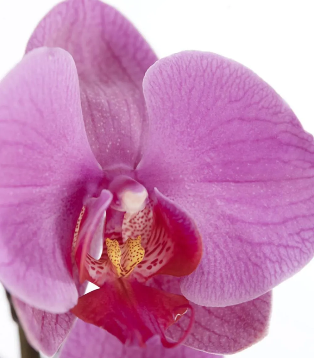 Dehner Orchideen > Schmetterlingsorchidee - Phalaenopsis cultivars, dreitriebig